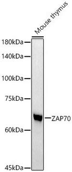 Zap-70 Antibody in Western Blot (WB)