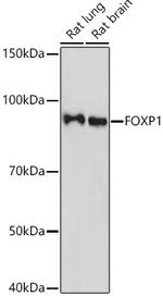 FOXP1 Antibody in Western Blot (WB)