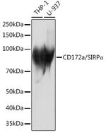 SIRP alpha Antibody in Western Blot (WB)