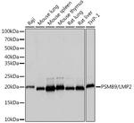 PSMB9 Antibody in Western Blot (WB)