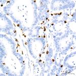 CD7 Antibody in Immunohistochemistry (Paraffin) (IHC (P))