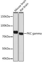 PKC gamma Antibody in Western Blot (WB)