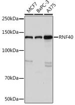 RNF40 Antibody in Western Blot (WB)