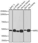 WIPI1 Antibody in Western Blot (WB)