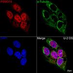 PSMD14 Antibody in Immunocytochemistry (ICC/IF)