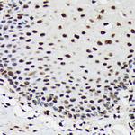 SF3B3 Antibody in Immunohistochemistry (Paraffin) (IHC (P))