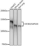 SF3B3 Antibody in Western Blot (WB)