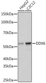 DDX6 Antibody in Western Blot (WB)