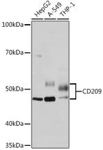 DC-SIGN Antibody in Western Blot (WB)