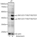 Phospho-JNK1/JNK2/JNK3 (Thr183, Thr221) Antibody in Western Blot (WB)