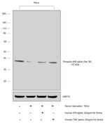 Phospho-IkB alpha (Ser36) Antibody in Western Blot (WB)