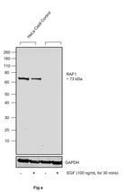 Phospho-c-Raf (Ser621) Antibody