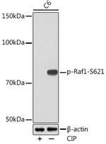 Phospho-c-Raf (Ser621) Antibody in Western Blot (WB)