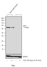 Phospho-c-Raf (Ser621) Antibody in Western Blot (WB)
