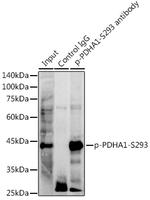 Phospho-PDHA1 (Ser293) Antibody in Immunoprecipitation (IP)