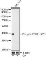 Phospho-PDHA1 (Ser293) Antibody in Western Blot (WB)