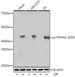 Phospho-PDHA1 (Ser293) Antibody in Western Blot (WB)