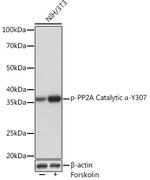 Phospho-PP2A alpha (Tyr307) Antibody in Western Blot (WB)