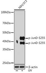 Phospho-JunD (Ser255) Antibody in Western Blot (WB)