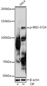 Phospho-IRE1 alpha (Ser724) Antibody in Western Blot (WB)