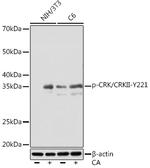 Phospho-Crk (Tyr221) Antibody in Western Blot (WB)