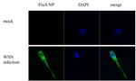 Influenza A H1N1 NP Antibody in Immunocytochemistry (ICC/IF)