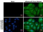 Influenza B NP Antibody in Immunocytochemistry (ICC/IF)