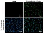 Dengue Virus Type 2 NS1 Antibody in Immunocytochemistry (ICC/IF)