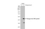 Dengue Virus Type 2 NS1 Antibody in Western Blot (WB)