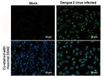 Dengue Virus Type 2 NS1 Antibody in Immunocytochemistry (ICC/IF)