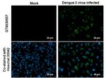 Dengue Virus Type 2 NS1 Antibody in Immunocytochemistry (ICC/IF)