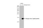 Dengue Virus Type 2 Capsid Antibody in Western Blot (WB)