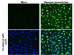 Dengue Virus Type 2 Capsid Antibody in Immunocytochemistry (ICC/IF)