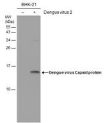 Dengue Virus Type 2 Capsid Antibody in Western Blot (WB)