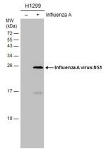 Influenza A H1N1 NS1 Antibody in Western Blot (WB)