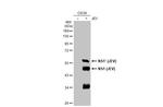 Japanese Encephalitis Virus NS1 Antibody in Western Blot (WB)