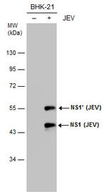 Japanese Encephalitis Virus NS1 Antibody in Western Blot (WB)