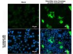 West Nile Virus Envelope Antibody in Immunocytochemistry (ICC/IF)