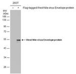 West Nile Virus Envelope Antibody in Western Blot (WB)