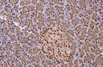 EED Antibody in Immunohistochemistry (Paraffin) (IHC (P))