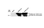 SARS-CoV/SARS-CoV-2 Nucleocapsid Antibody in Western Blot (WB)