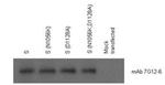 SARS-CoV Spike Protein (SDelta3) Antibody in Immunoprecipitation (IP)