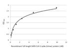 SARS/SARS-CoV-2 Spike Protein S2 Antibody in ELISA (ELISA)