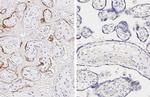 SARS/SARS-CoV-2 Spike Protein S2 Antibody in Immunohistochemistry (Paraffin) (IHC (P))