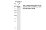 SARS/SARS-CoV-2 Spike Protein S2 Antibody in Western Blot (WB)