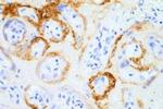 SARS/SARS-CoV-2 Spike Protein S2 Antibody in Immunohistochemistry (Paraffin) (IHC (P))