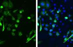 SARS/SARS-CoV-2 Spike Protein S2 Antibody in Immunocytochemistry (ICC/IF)