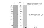 SARS/SARS-CoV-2 Spike Protein S2 Antibody in Western Blot (WB)