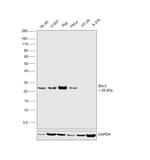 Bcl-2 Antibody in Western Blot (WB)