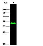 OLIG2 Antibody in Western Blot (WB)